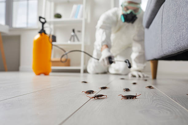 Affordable Termite Control solutions in Wellton, AZ